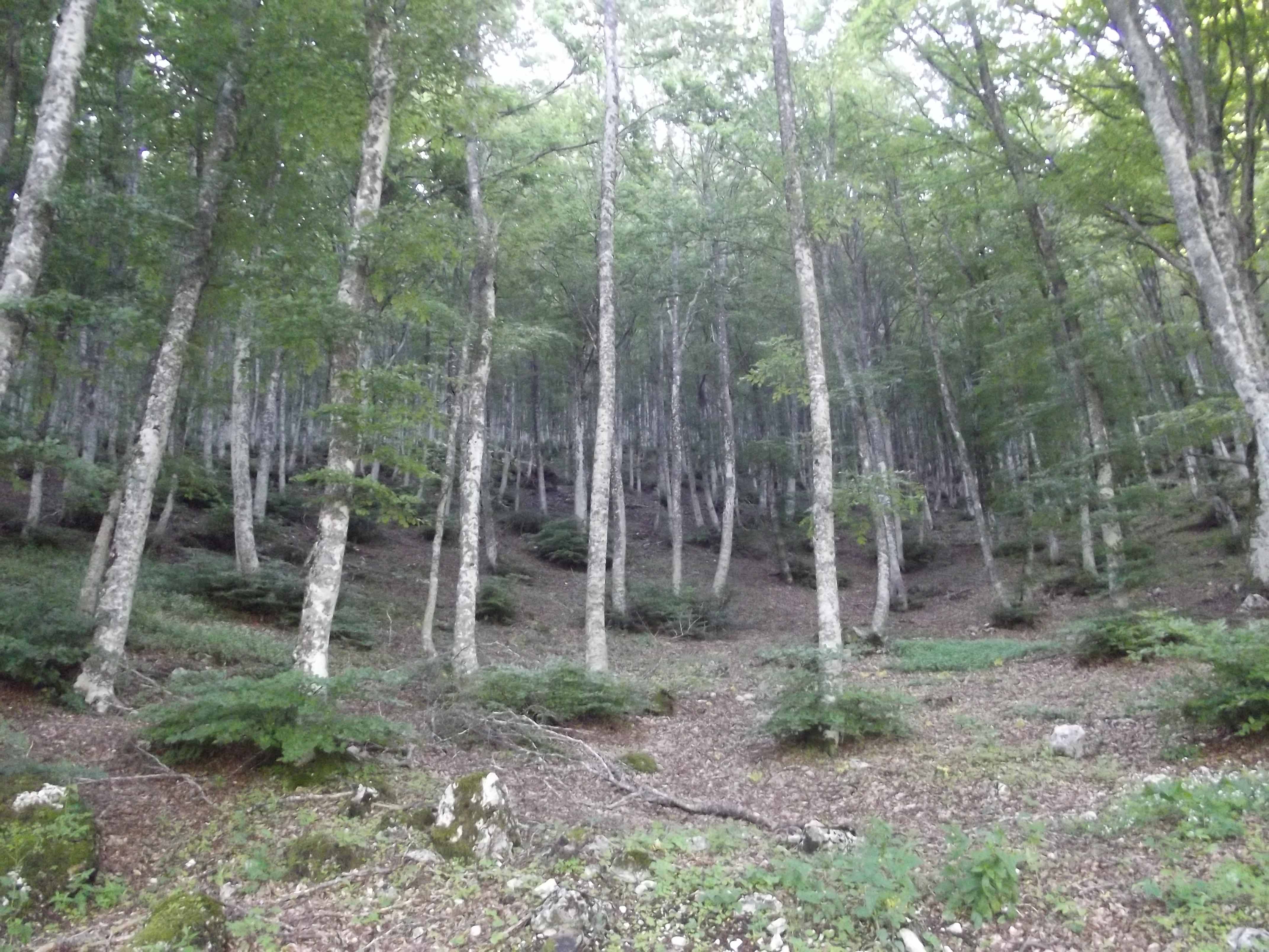 Le faggete e l’autunno sul Monte Catria