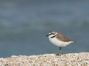 San Valentino… col Fratino