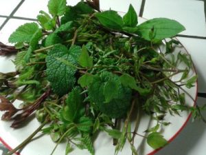 Escursione in campagna con erbe di campo e aperitivo finale