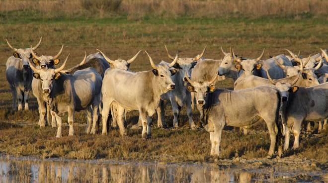 Maremma a KM 0 – Trekking & Soft rafting alla Tenuta di Paganico
