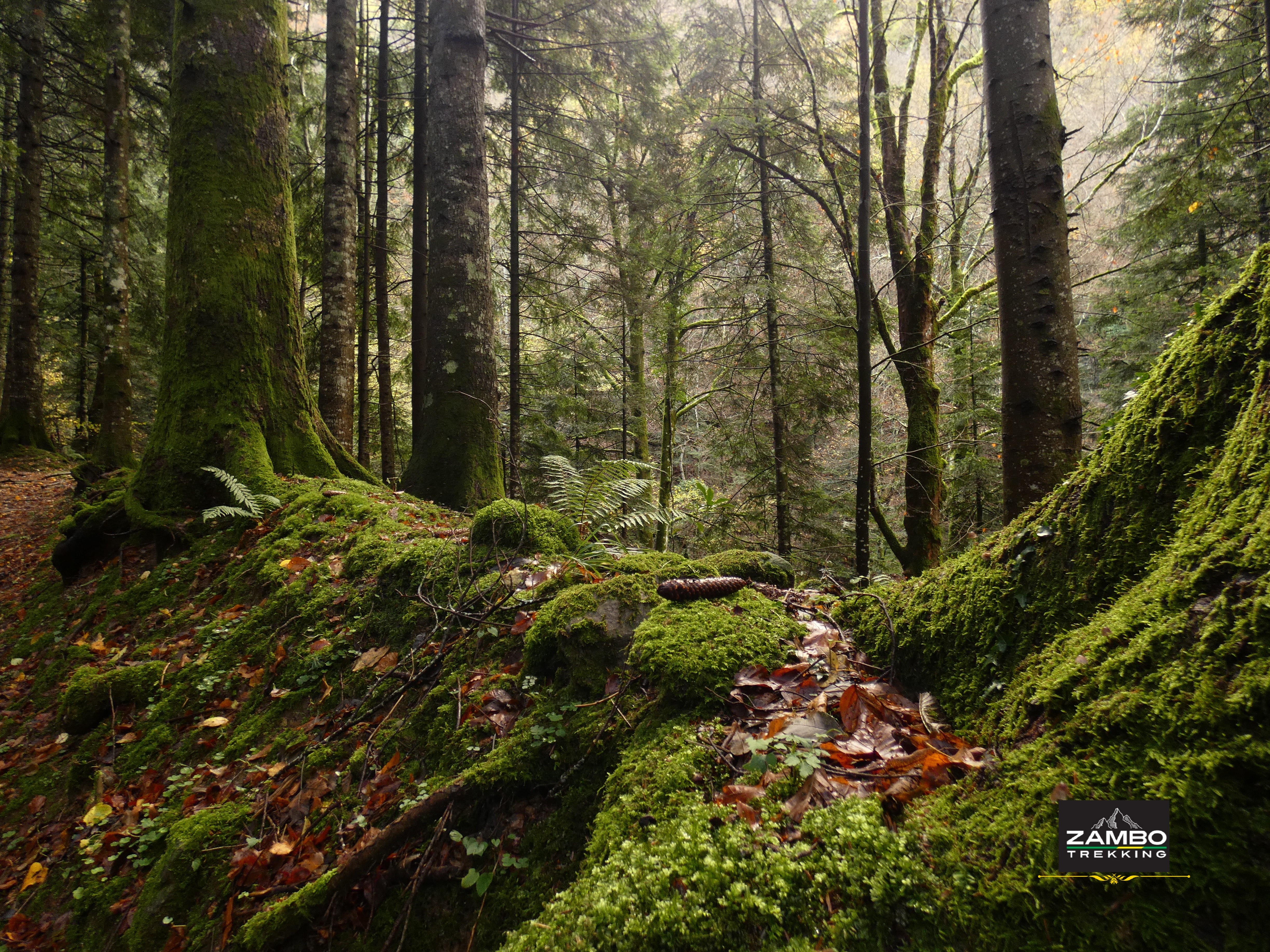 WWW, WOOD WIDE WEB…il grande segreto della natura!