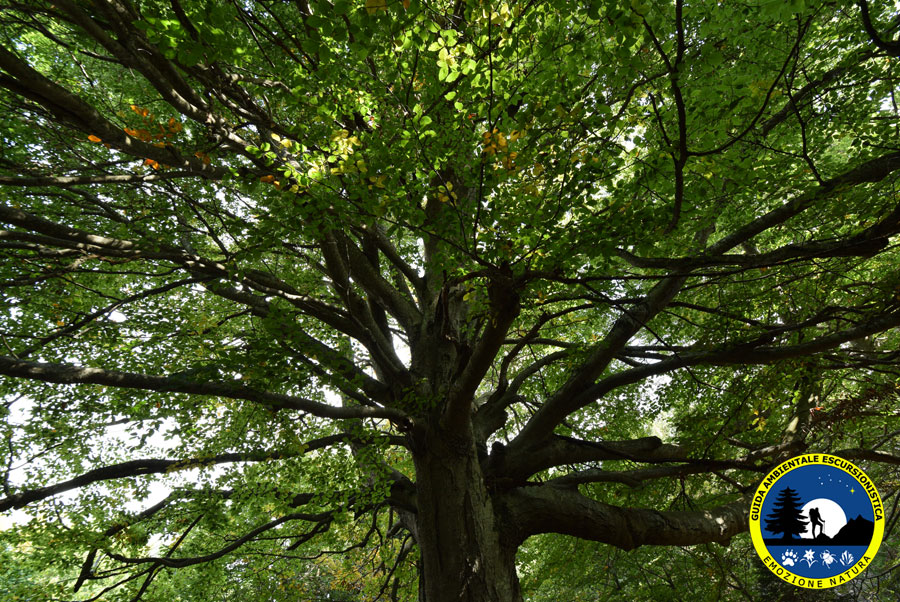 Lo sai che gli alberi parlano?