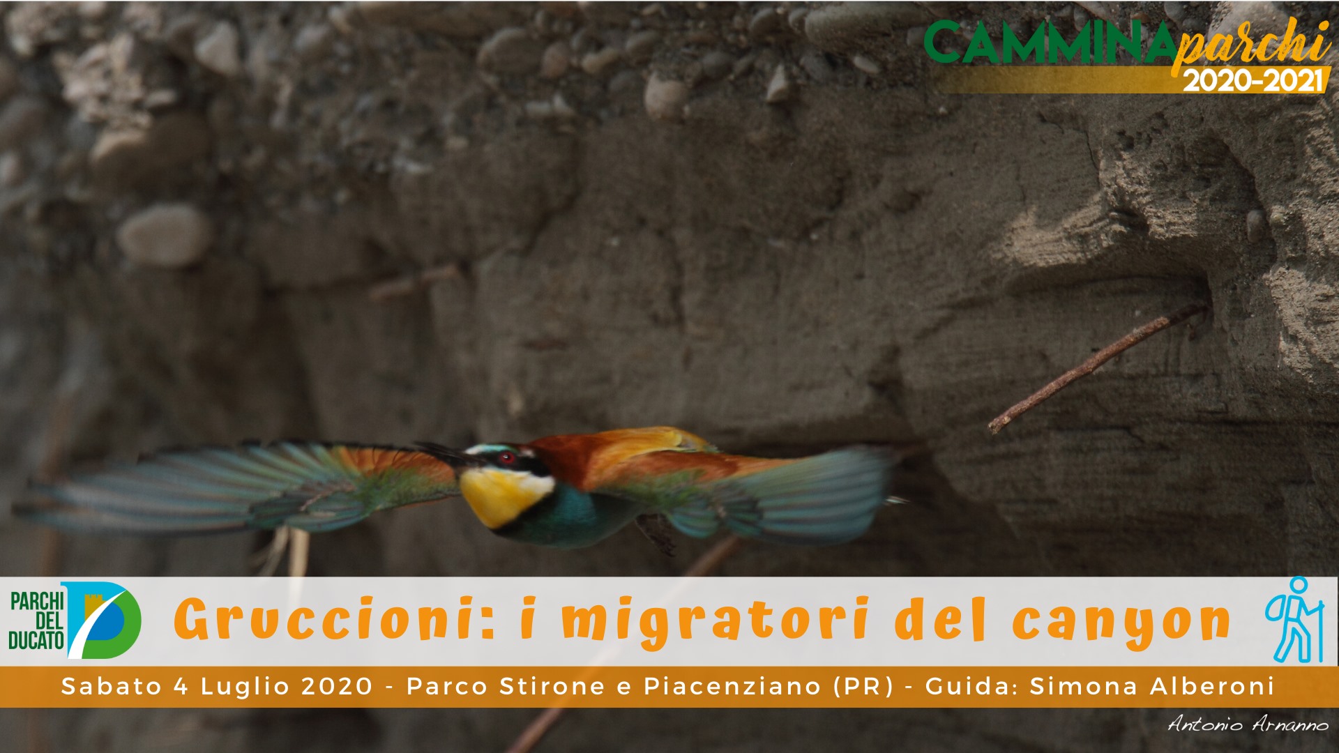 Gruccioni, i migratori del canyon