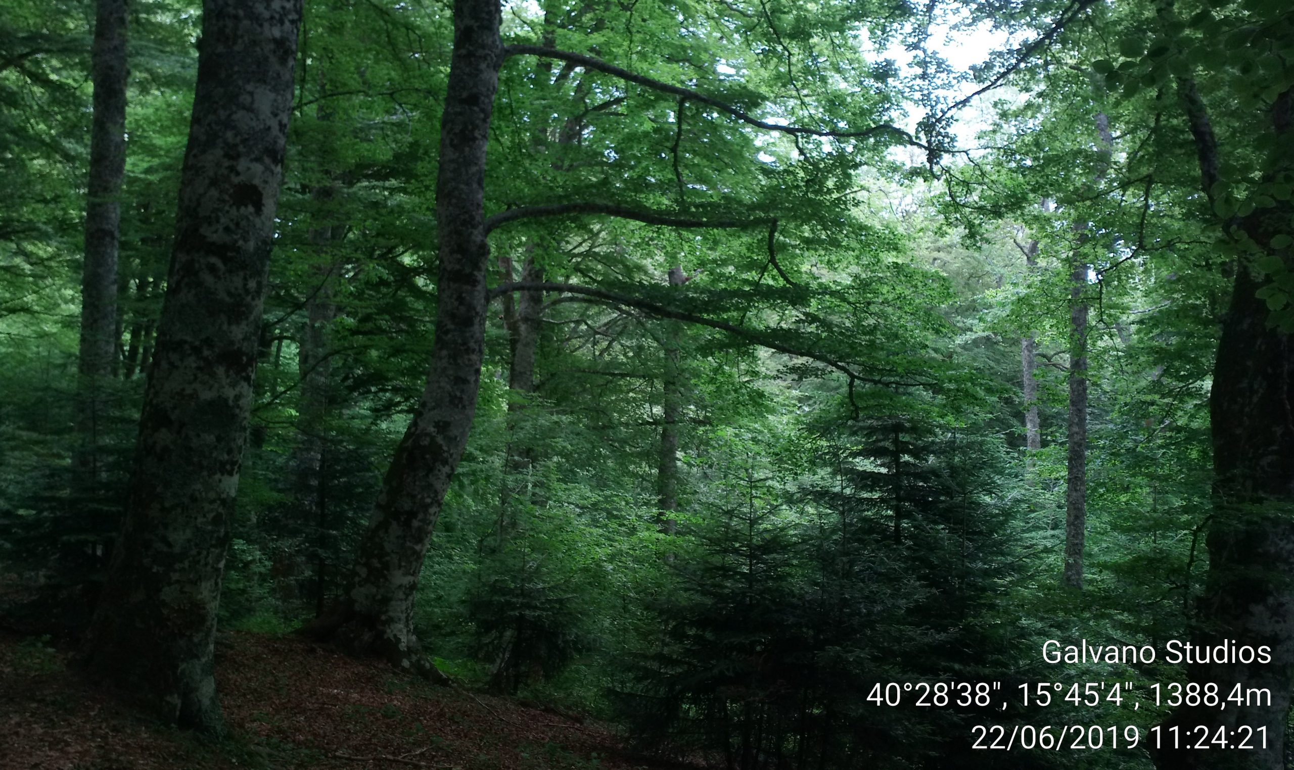 Il bosco