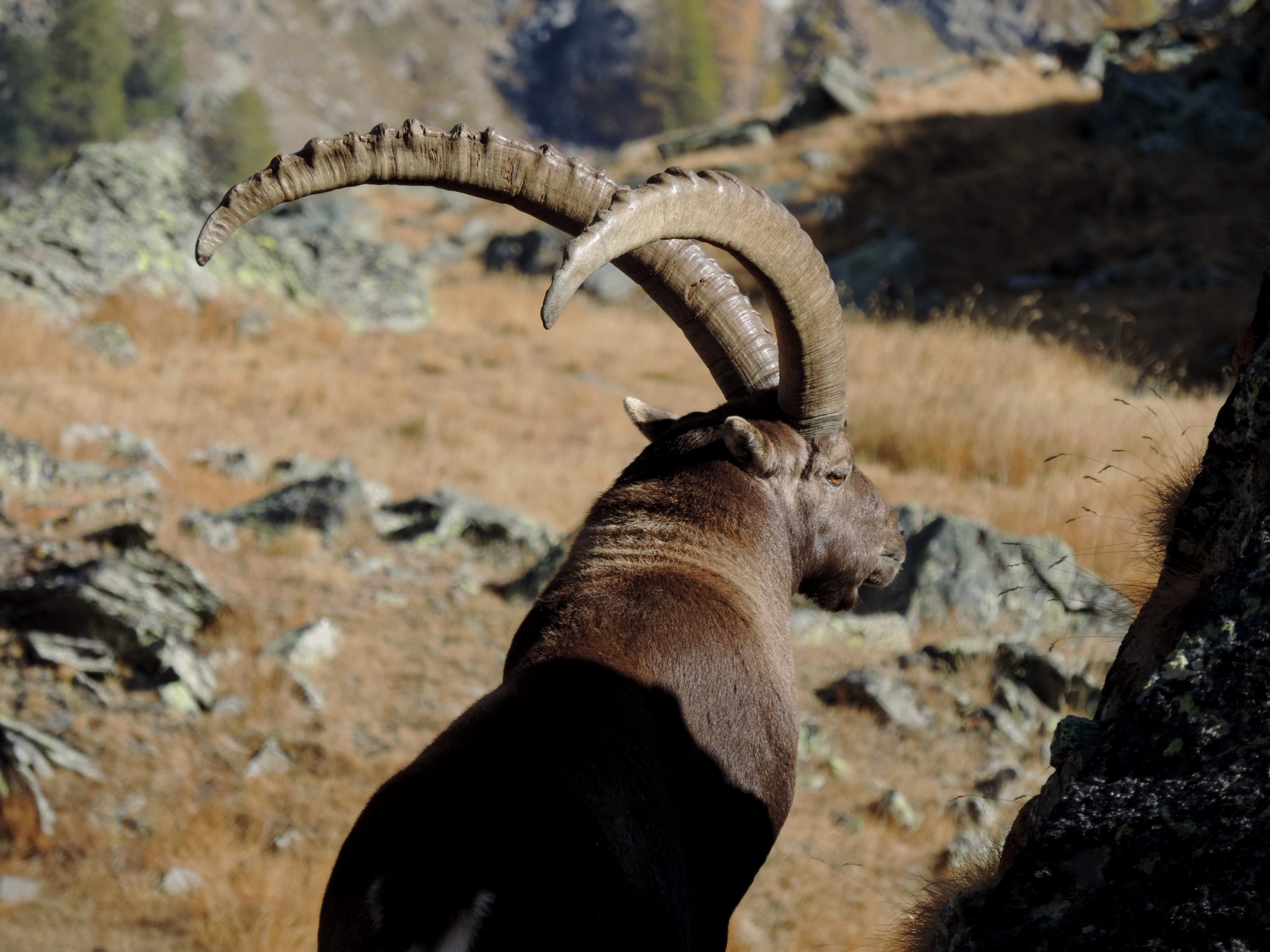 Autunno nel Parco Nazionale Gran Paradiso