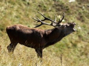 Escursione al tramonto con bramito dei cervi