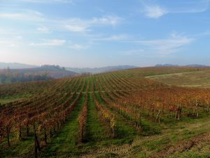 Per i bricchi del Monferrato