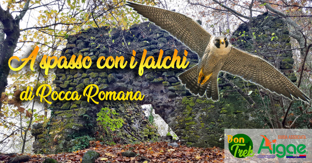 A spasso con i falchi di Rocca Romana