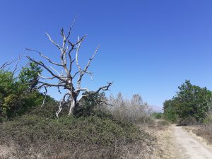 a spasso nella Baraggia