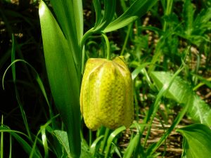 Palanfrè: il giardino delle Alpi