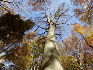 I misteri della foresta: traversata della Foresta dell'Andorina