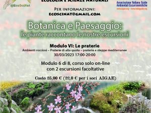Modulo VI Le praterie