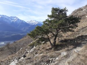 Frammenti di Mediterraneo tra le Alpi: Riserva naturale degli Orridi di Foresto e Chianocco