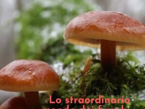Le Macro bellezze del Micro: “I Funghi”