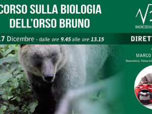 CORSO SULLA BIOLOGIA DELL’ ORSO BRUNO – MARCO COLOMBO