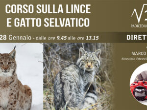 CORSO SULLA LINCE E GATTO SELVATICO – MARCO COLOMBO
