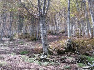 Immersione nel foliage del Monte Catria