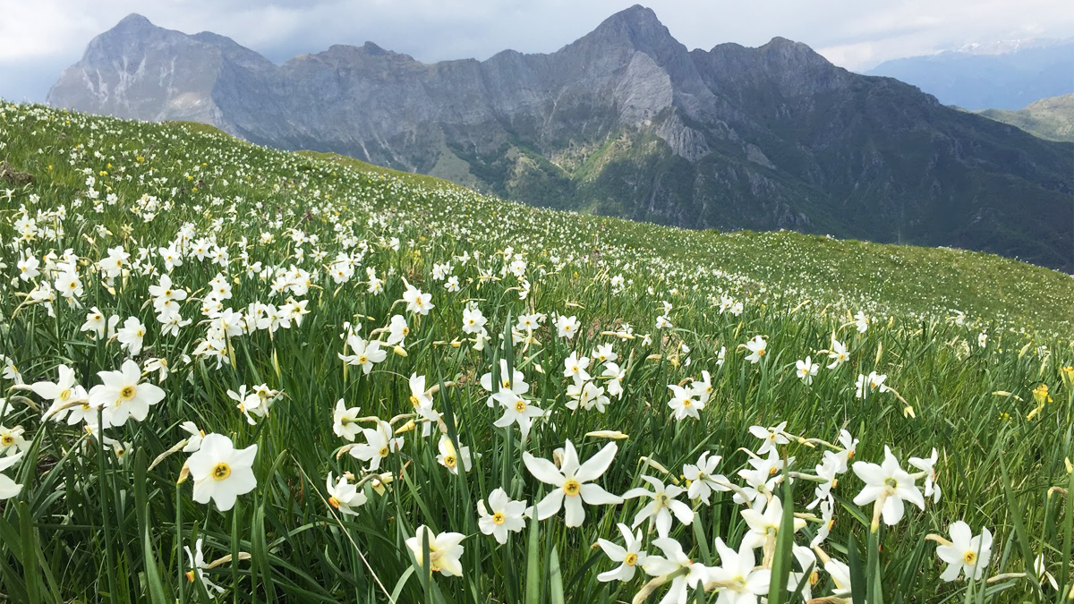 Il monte delle Giunchiglie